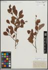 Foto von Salix appendiculata Vill. x Salix aurita L.